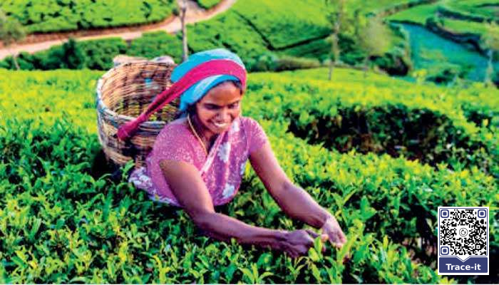 High Grown tea output sinks to 34-year low in September