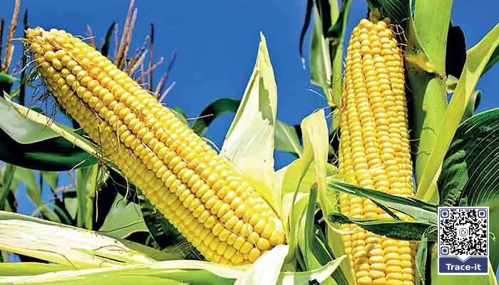 Maize import restrictions put Sri Lanka’s poultry export ambitions at risk