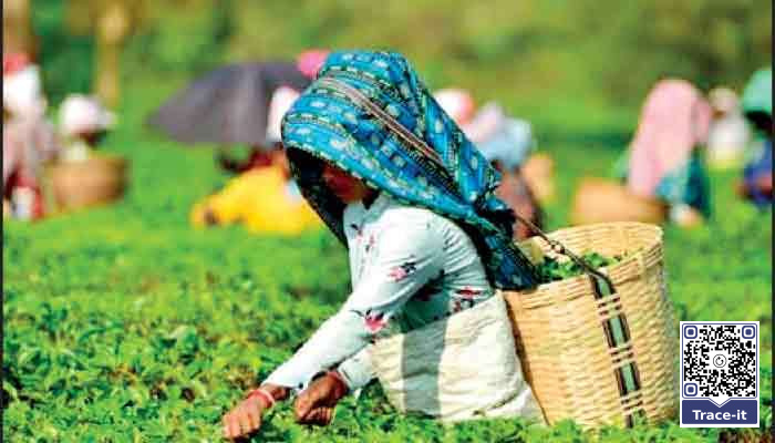 Tea export earnings cross  $ 1 b mark by September