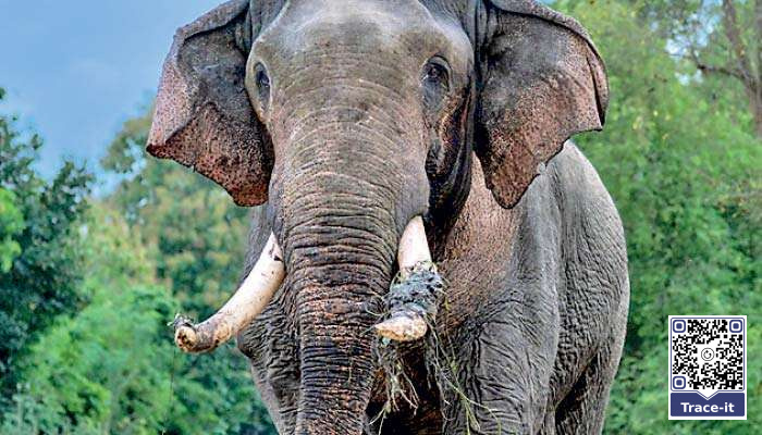 Kavantissa was not just another elephant: Why Sri Lanka must rethink its wildlife conservation priorities