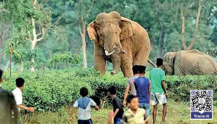 WNPS goes to Court over guns for civilians as elephant killings rise