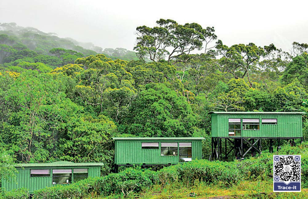 Green ecolodge chalets nestled beside rainforest at the edge of a tea estate