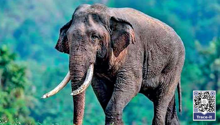 Beyond the killing of Kawanthissa: Political economy and institutional accountability of wildlife conservation